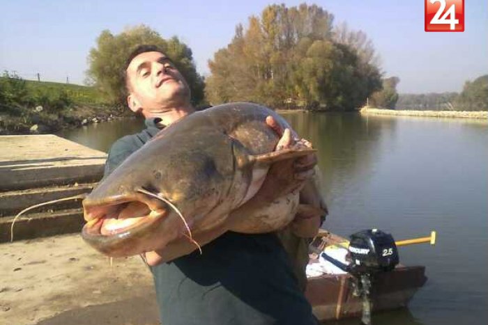 Ilustračný obrázok k článku V Domaši chytili najväčšieho sumca v histórii: Váži neuveriteľných 100 kg!